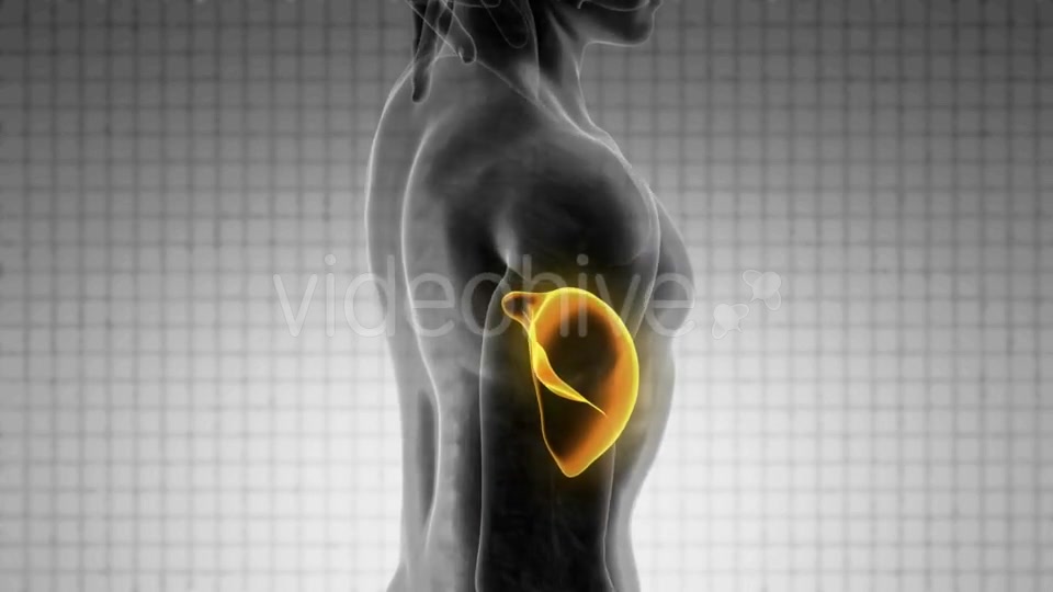 Anatomy Scan of Human Liver - Download Videohive 20506668