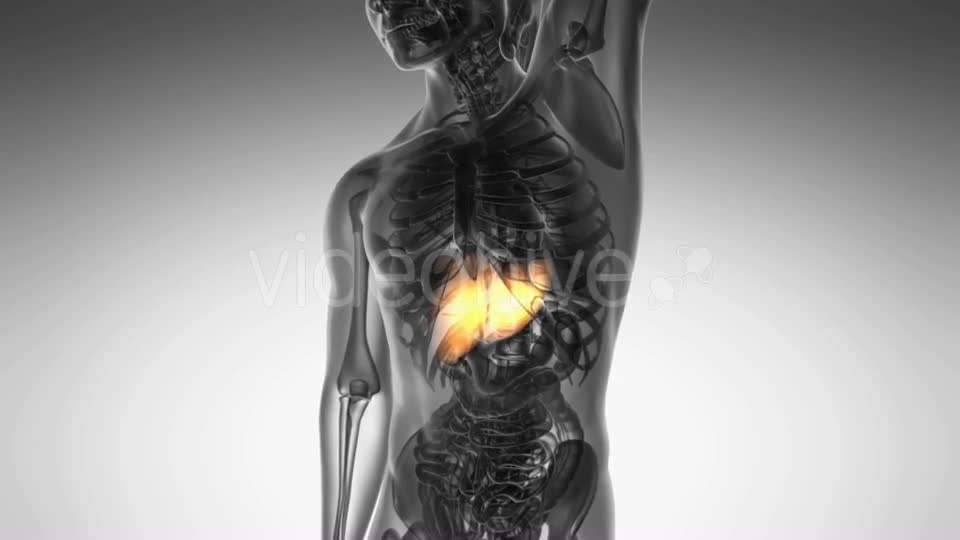 Anatomy Scan of Human Liver - Download Videohive 20567256