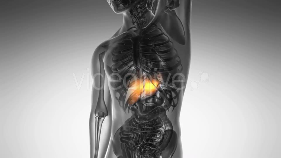 Anatomy Scan of Human Liver - Download Videohive 20567256