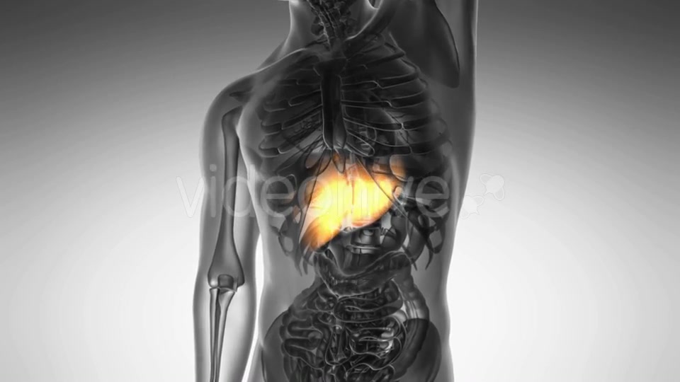 Anatomy Scan of Human Liver - Download Videohive 20567256