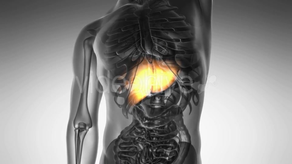 Anatomy Scan of Human Liver - Download Videohive 20567256