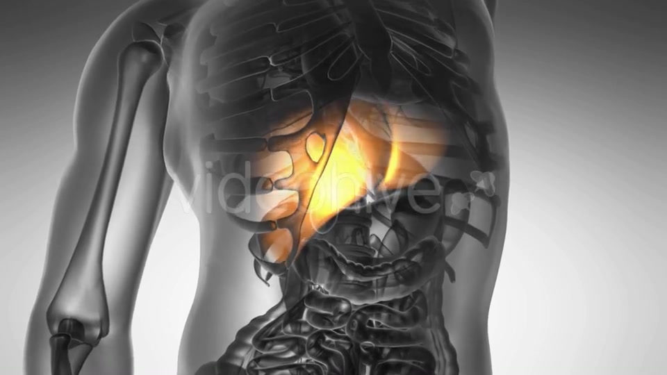 Anatomy Scan of Human Liver - Download Videohive 20567256