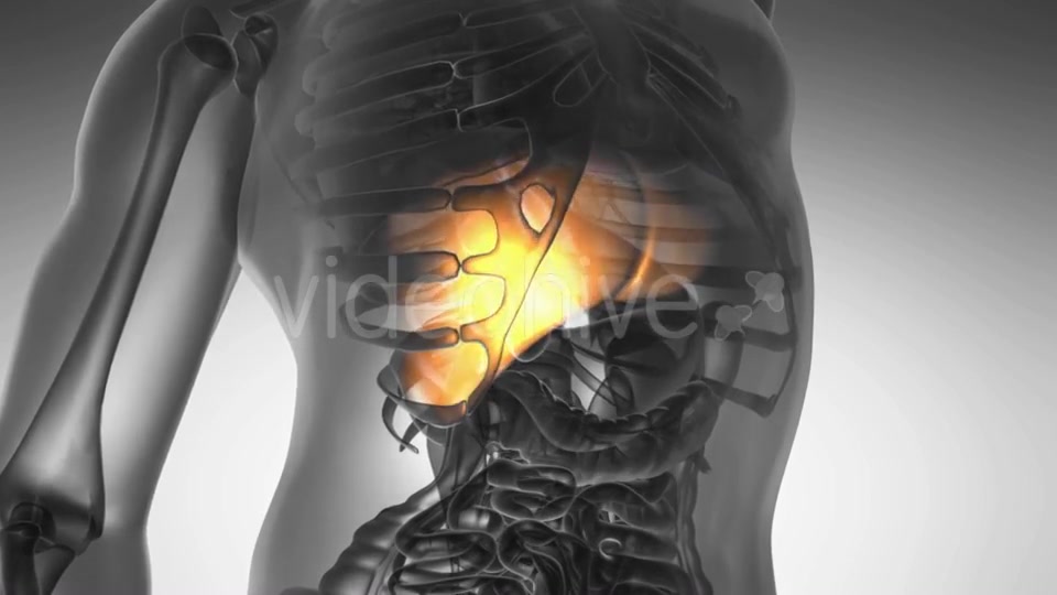 Anatomy Scan of Human Liver - Download Videohive 20567256