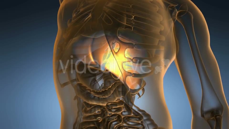 Anatomy Scan of Human Liver - Download Videohive 20567259