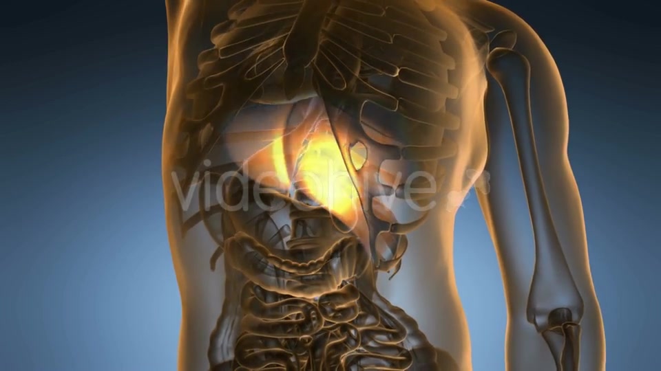 Anatomy Scan of Human Liver - Download Videohive 20567259