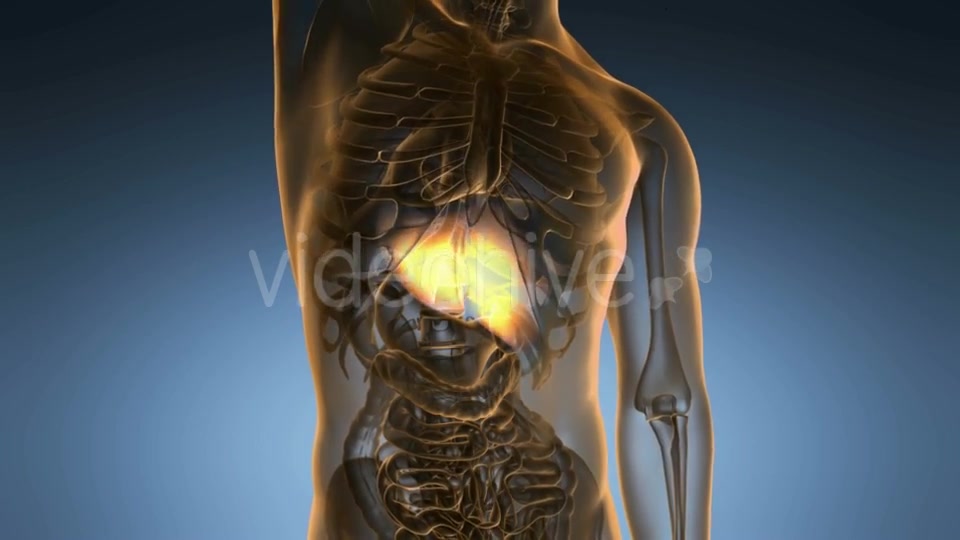Anatomy Scan of Human Liver - Download Videohive 20567259
