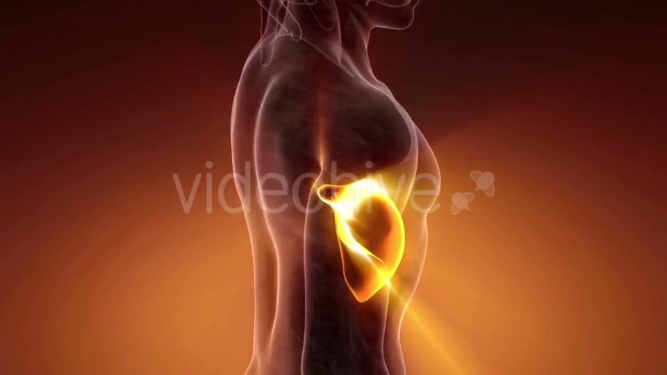 Anatomy Scan of Human Liver - Download Videohive 20987384