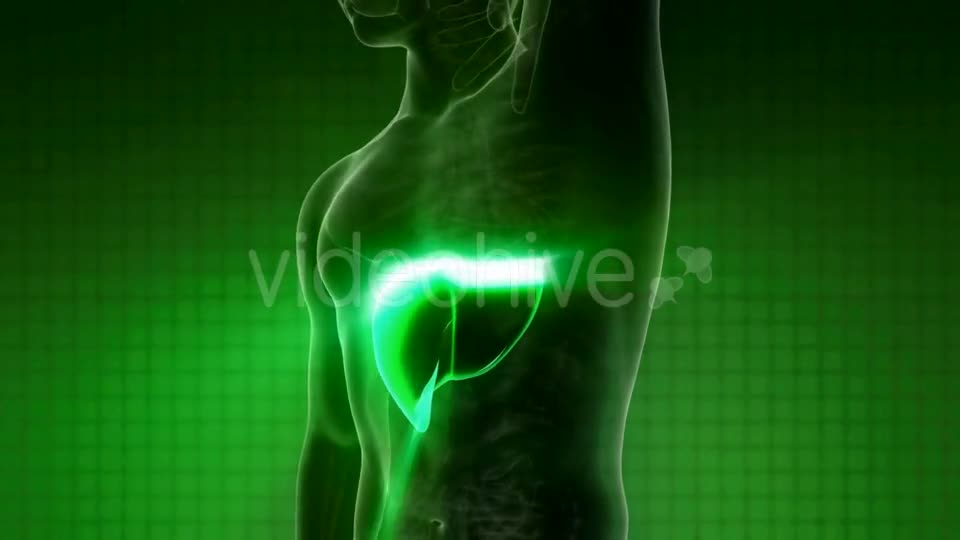 Anatomy Scan of Human Liver - Download Videohive 21094586