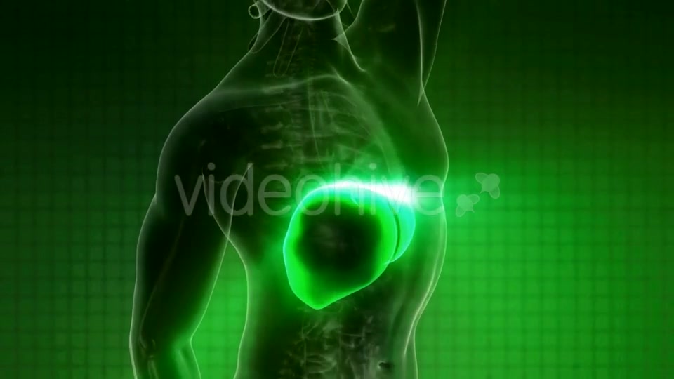 Anatomy Scan of Human Liver - Download Videohive 21094586