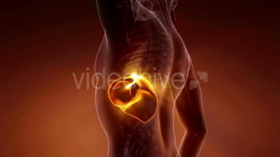 Anatomy Scan of Human Liver - Download Videohive 21225663