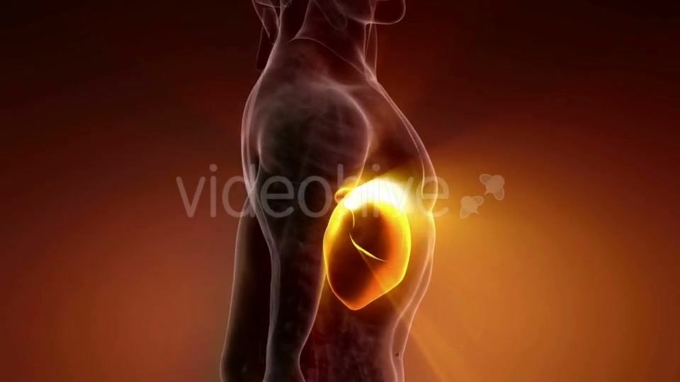 Anatomy Scan of Human Liver - Download Videohive 21225663