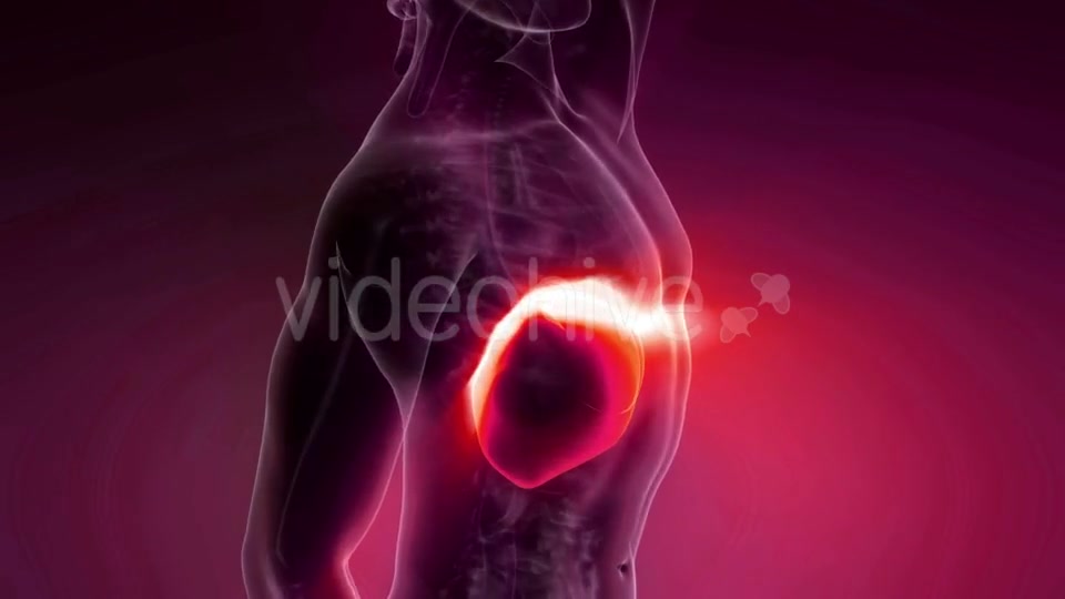 Anatomy Scan of Human Liver - Download Videohive 21264176
