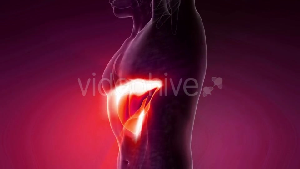 Anatomy Scan of Human Liver - Download Videohive 21264176