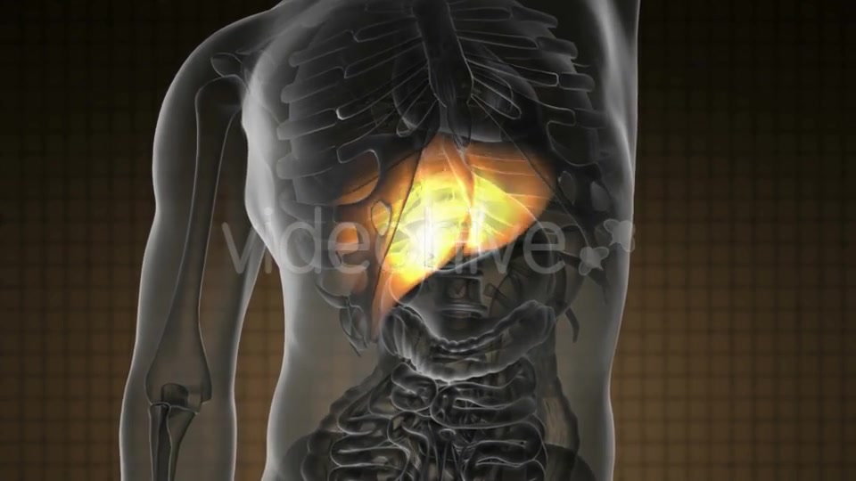 Anatomy Scan of Human Liver - Download Videohive 21485891
