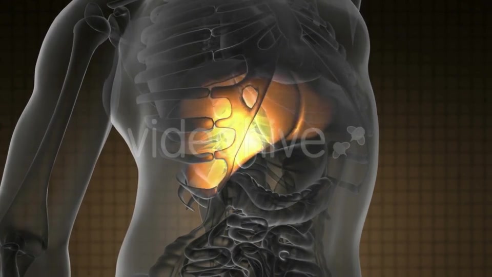 Anatomy Scan of Human Liver - Download Videohive 21485891