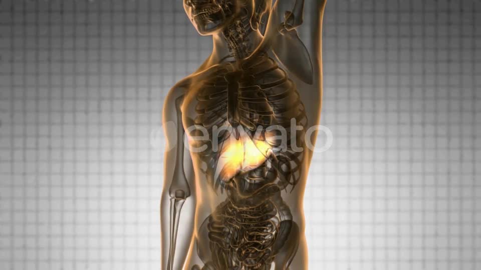 Anatomy Scan of Human Liver - Download Videohive 21633966