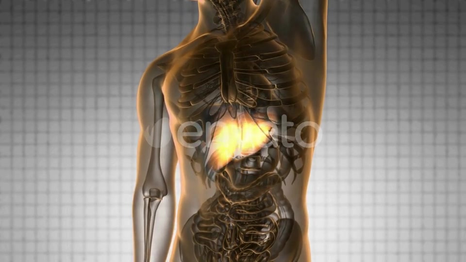 Anatomy Scan of Human Liver - Download Videohive 21633966