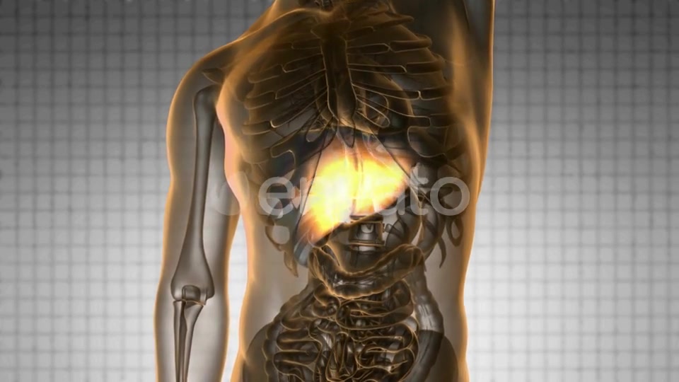 Anatomy Scan of Human Liver - Download Videohive 21633966