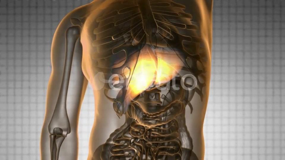 Anatomy Scan of Human Liver - Download Videohive 21633966