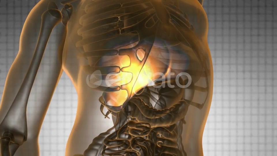 Anatomy Scan of Human Liver - Download Videohive 21633966