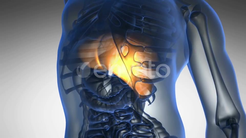 Anatomy Scan of Human Liver - Download Videohive 21722990