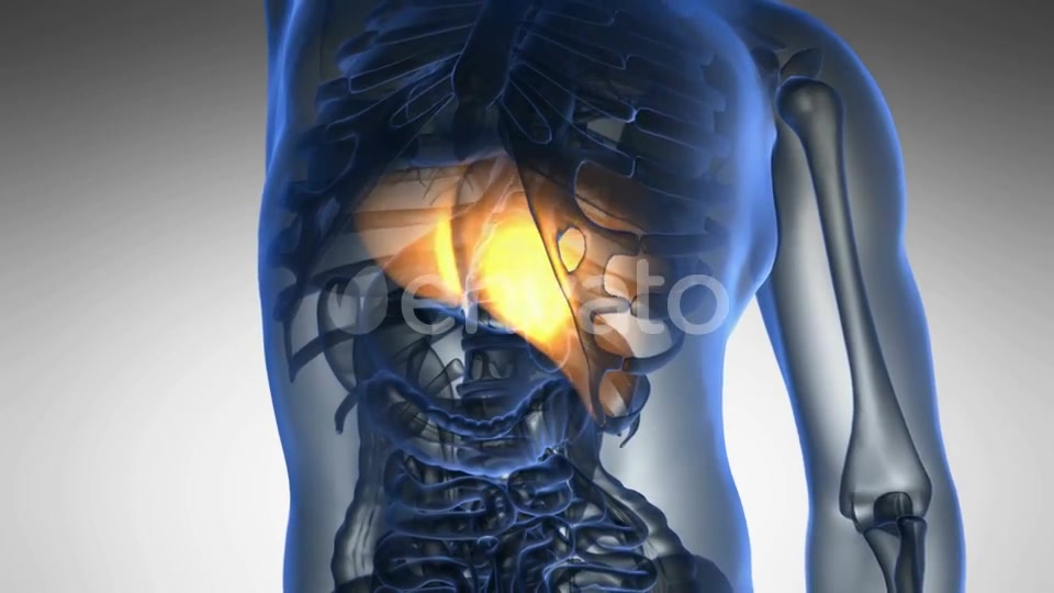 Anatomy Scan of Human Liver - Download Videohive 21722990