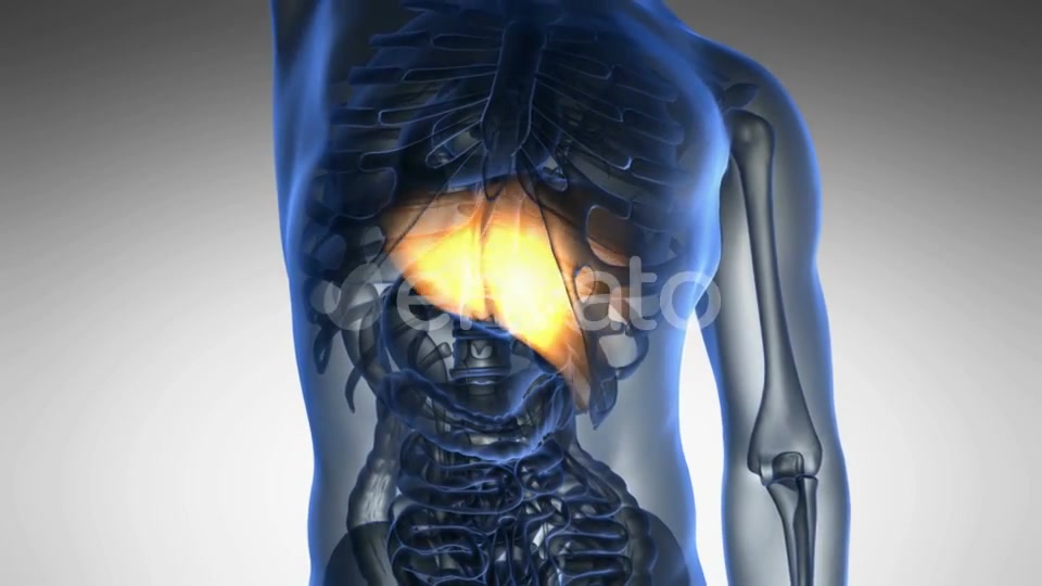 Anatomy Scan of Human Liver - Download Videohive 21722990