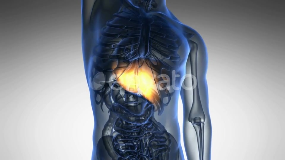 Anatomy Scan of Human Liver - Download Videohive 21722990