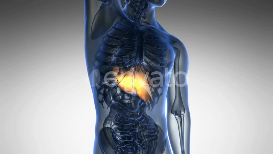 Anatomy Scan of Human Liver - Download Videohive 21722990