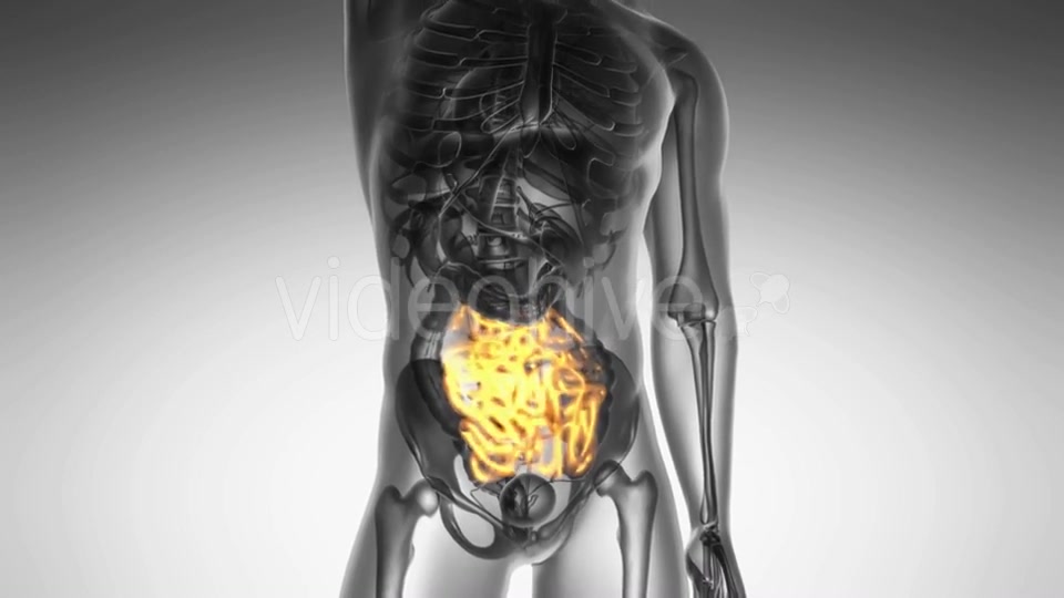 Anatomy Scan Of Human Small Intestine - Download Videohive 18556680