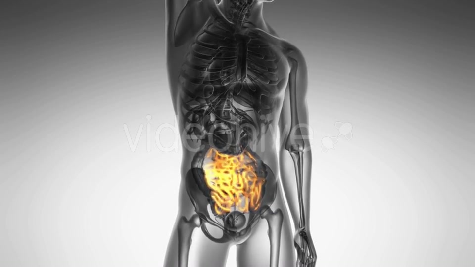 Anatomy Scan Of Human Small Intestine - Download Videohive 18556680