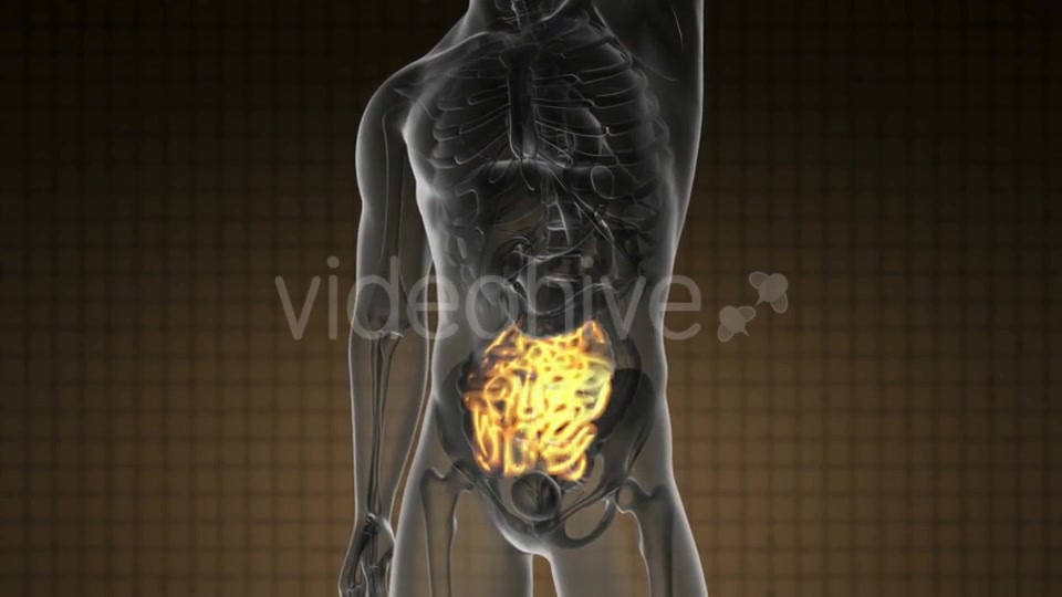 Anatomy Scan of Human Small Intestine - Download Videohive 18967041