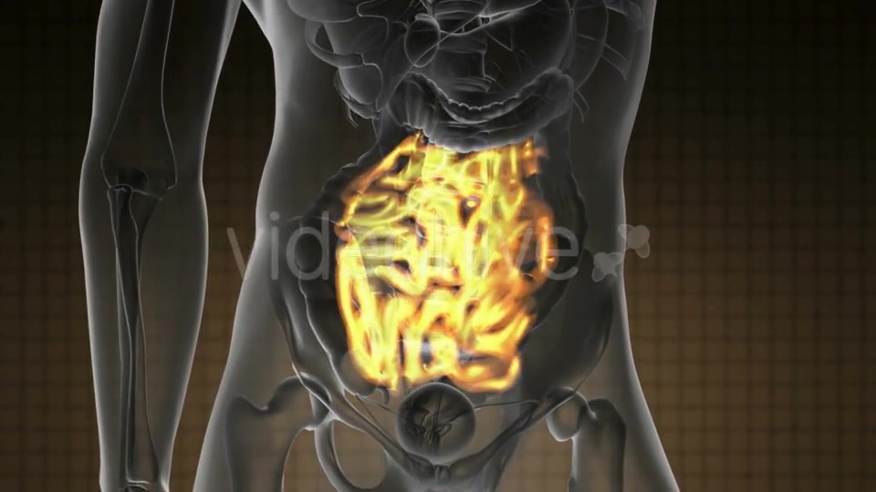 Anatomy Scan of Human Small Intestine - Download Videohive 18967041