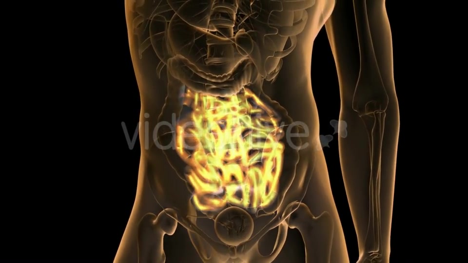 Anatomy Scan of Human Small Intestine - Download Videohive 19109618