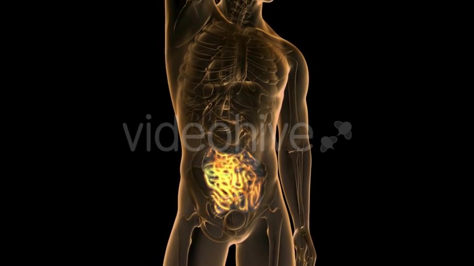 Anatomy Scan of Human Small Intestine - Download Videohive 19109618