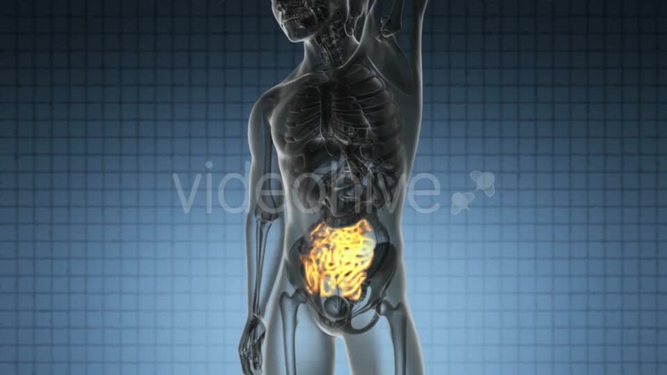 Anatomy Scan of Human Small Intestine - Download Videohive 19894811