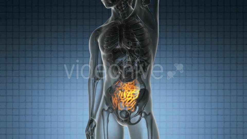 Anatomy Scan of Human Small Intestine - Download Videohive 19894811