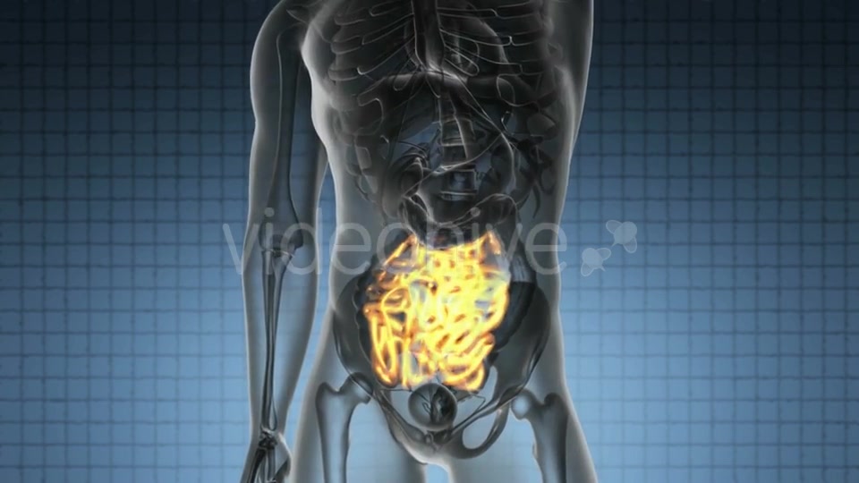 Anatomy Scan of Human Small Intestine - Download Videohive 19894811