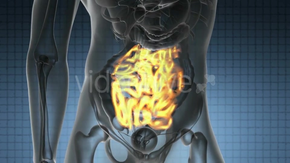 Anatomy Scan of Human Small Intestine - Download Videohive 19894811