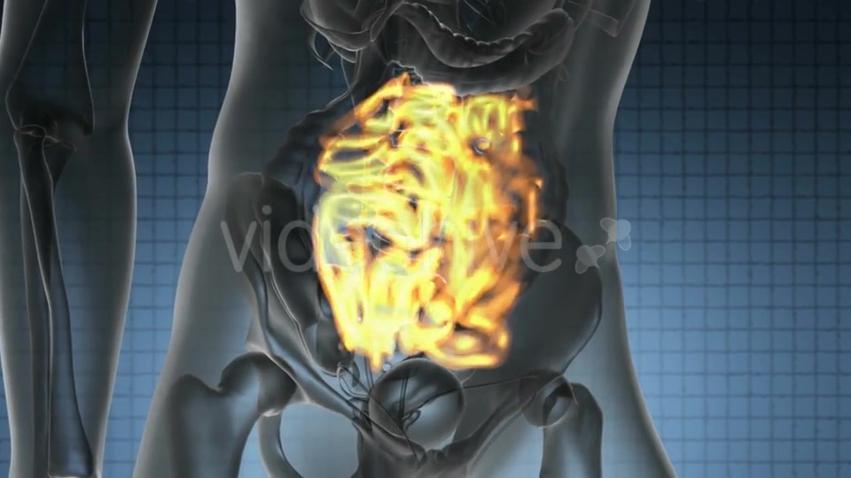 Anatomy Scan of Human Small Intestine - Download Videohive 19894811