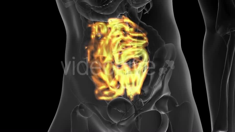 Anatomy Scan of Human Small Intestine - Download Videohive 19928174