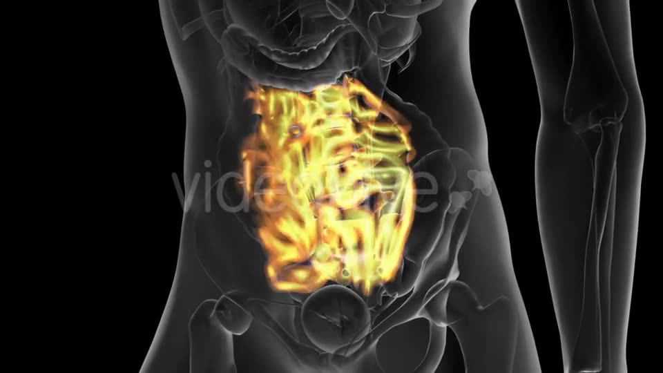 Anatomy Scan of Human Small Intestine - Download Videohive 19928174