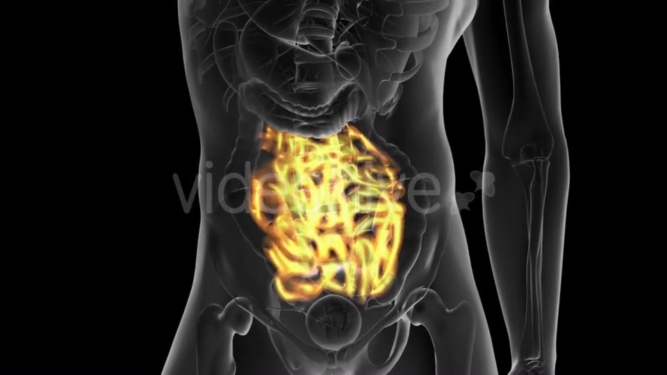 Anatomy Scan of Human Small Intestine - Download Videohive 19928174