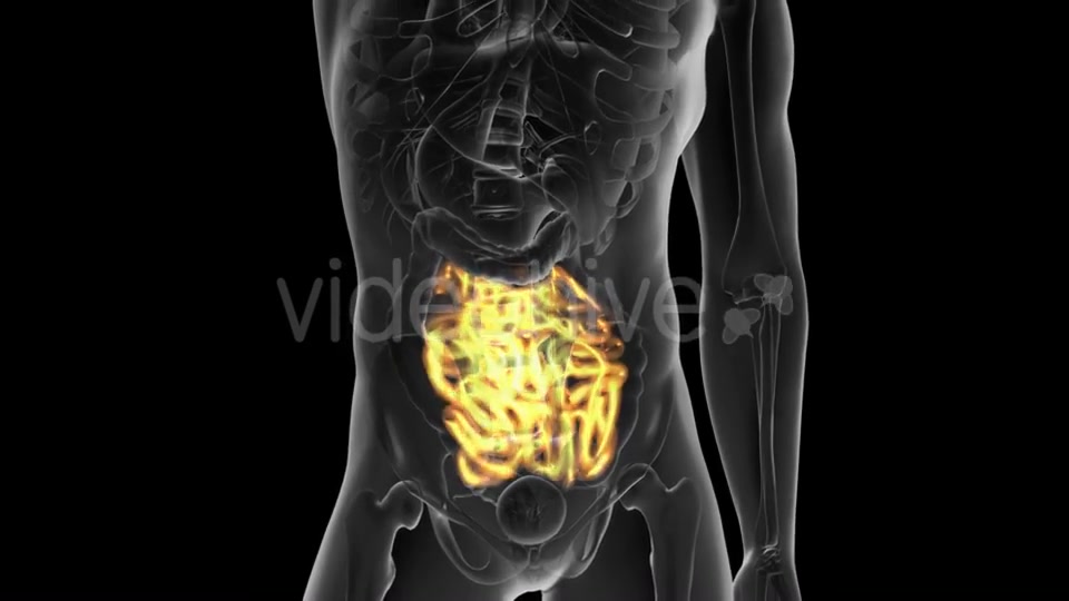 Anatomy Scan of Human Small Intestine - Download Videohive 19928174