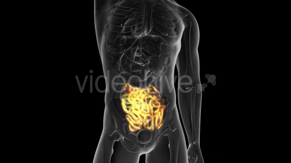 Anatomy Scan of Human Small Intestine - Download Videohive 19928174