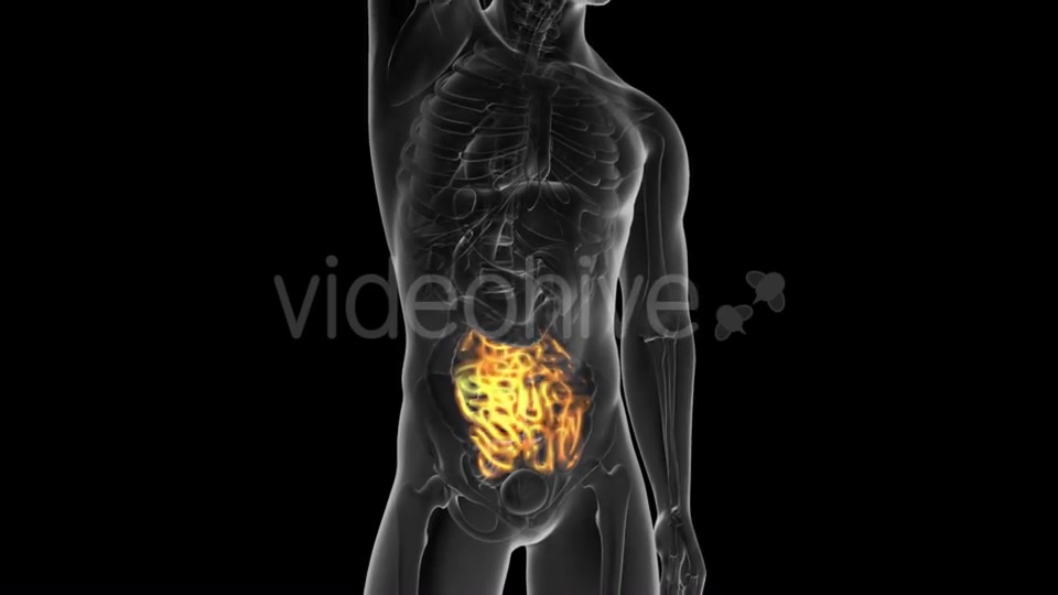 Anatomy Scan of Human Small Intestine - Download Videohive 19928174