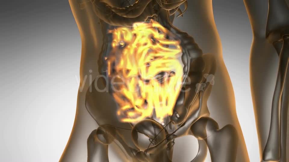 Anatomy Scan of Human Small Intestine - Download Videohive 19928197