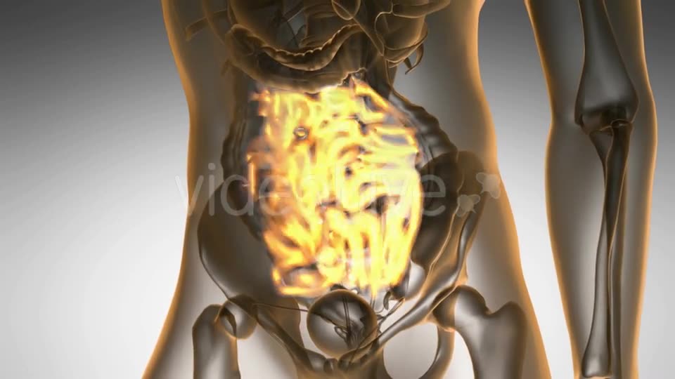 Anatomy Scan of Human Small Intestine - Download Videohive 19928197