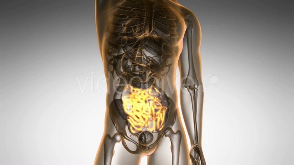 Anatomy Scan of Human Small Intestine - Download Videohive 19928197