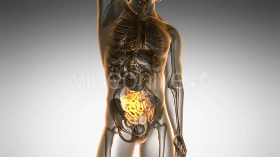 Anatomy Scan of Human Small Intestine - Download Videohive 19928197